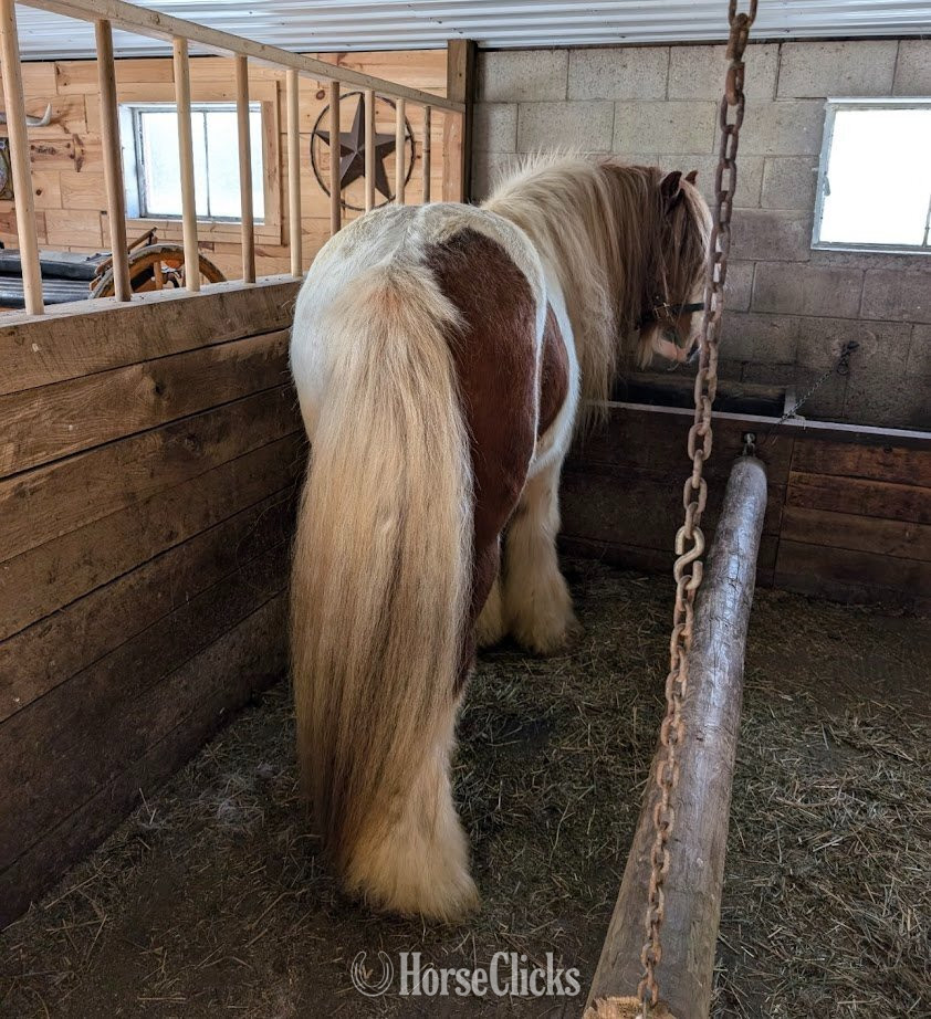 Michigan "Trudy's Hezekiah" Pinto Colt Gypsy Vanner
