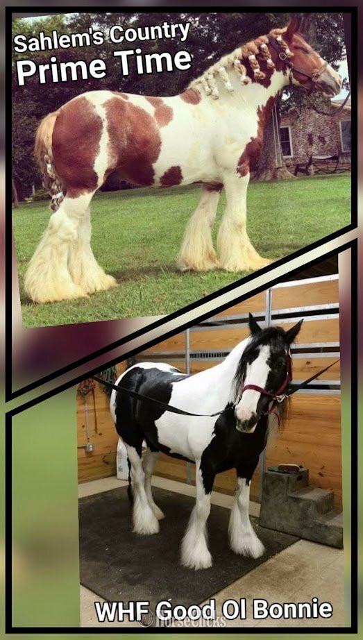 "Trudy's Hezekiah" Pinto Colt Gypsy Vanner - Gypsy Vanner in Michigan