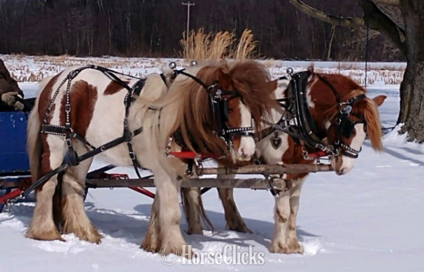 "Trudy's Hezekiah" Pinto Colt Gypsy Vanner - Gypsy Vanner