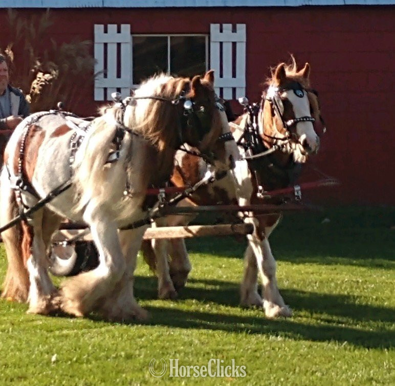 "Trudy's Hezekiah" Pinto Colt Gypsy Vanner Michigan