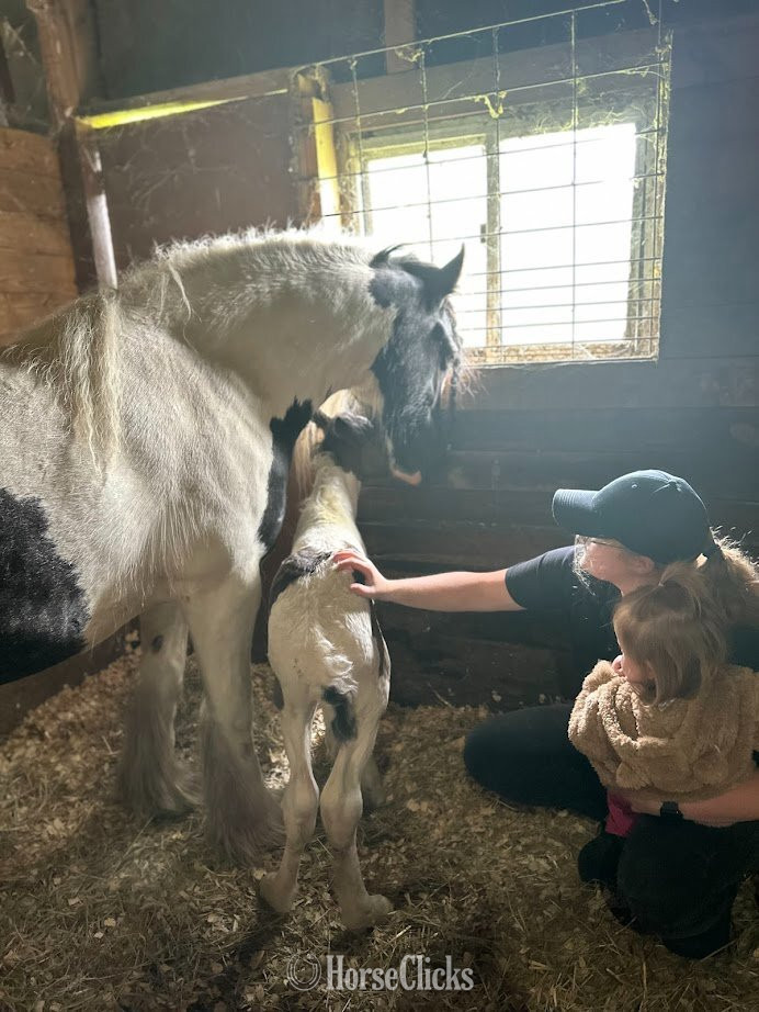 Gypsy Vanner - "Trudy's Hezekiah" Pinto Colt Gypsy Vanner
