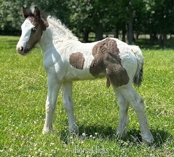 "Trudy's Hezekiah" Pinto Colt Gypsy Vanner