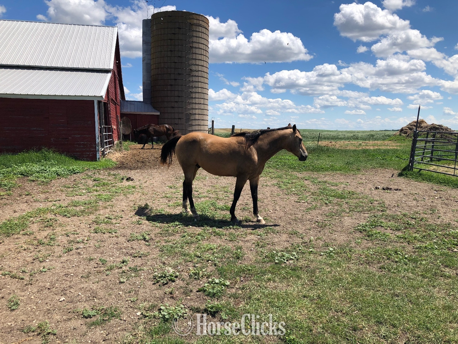 "Reo" Buckskin Gelding Quarter Horse in North Dakota