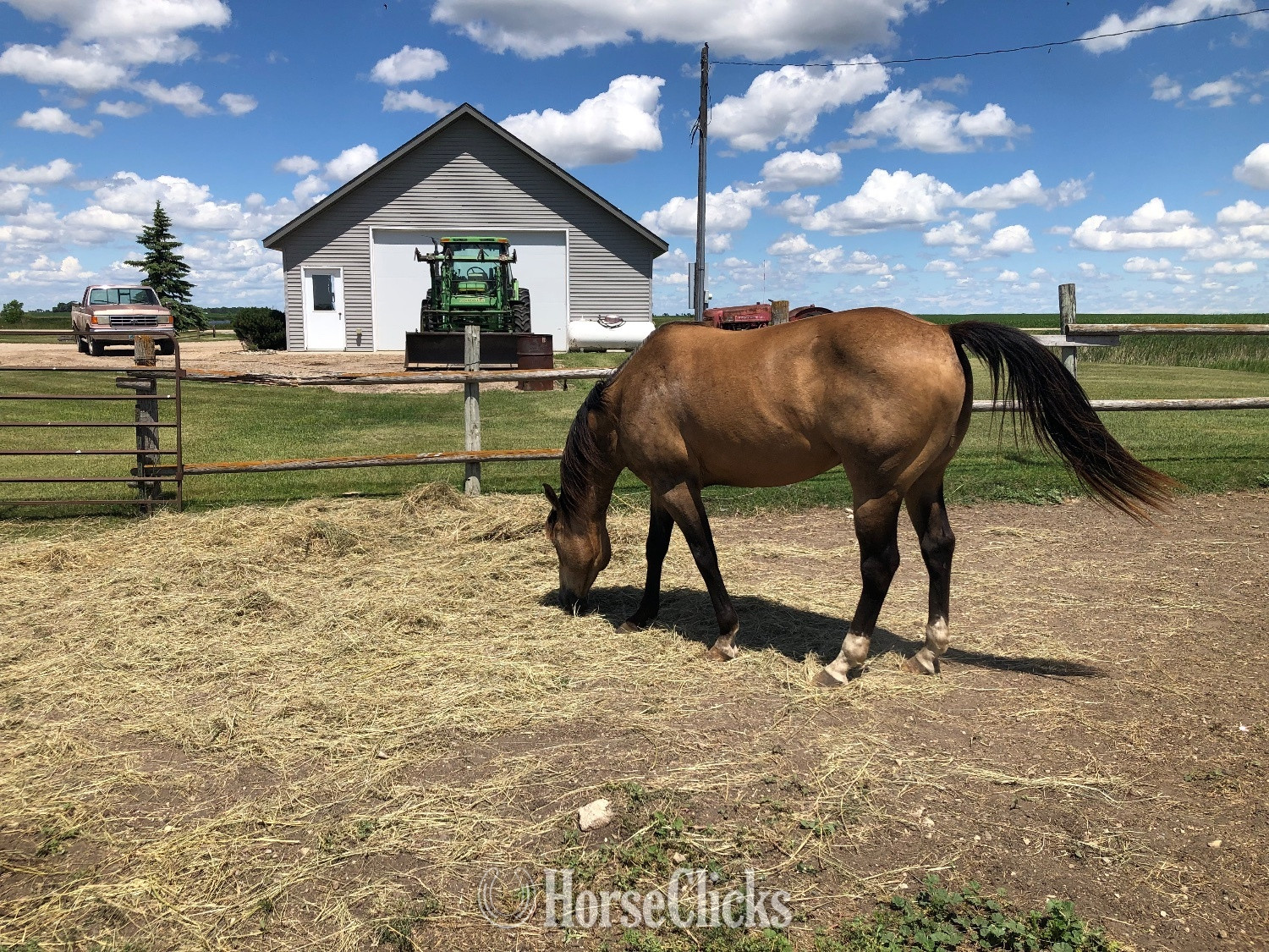 "Reo" Buckskin Gelding Quarter Horse