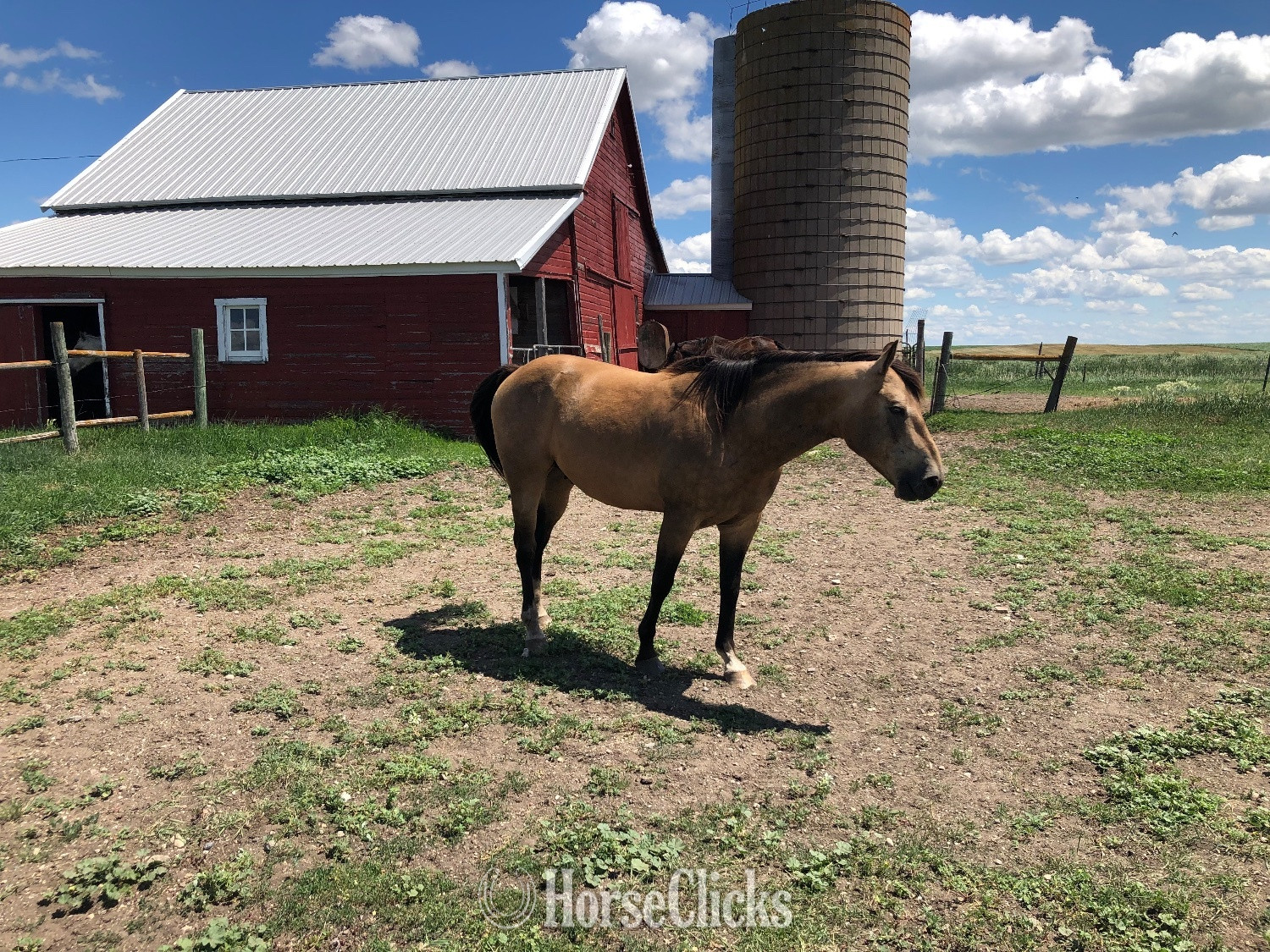 North Dakota "Reo" Buckskin Gelding Quarter Horse