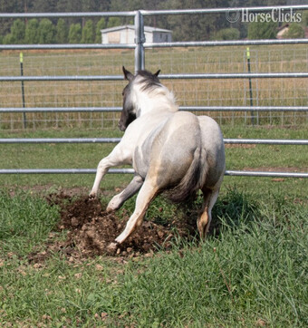 "Catsbys Risky Bisness" Blue Roan Colt Paint