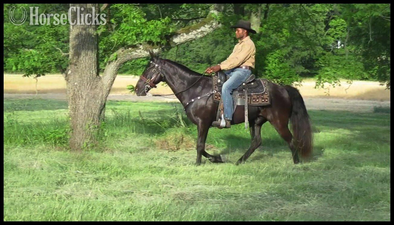"Judge"  Gelding Tennessee Walker in Tennessee