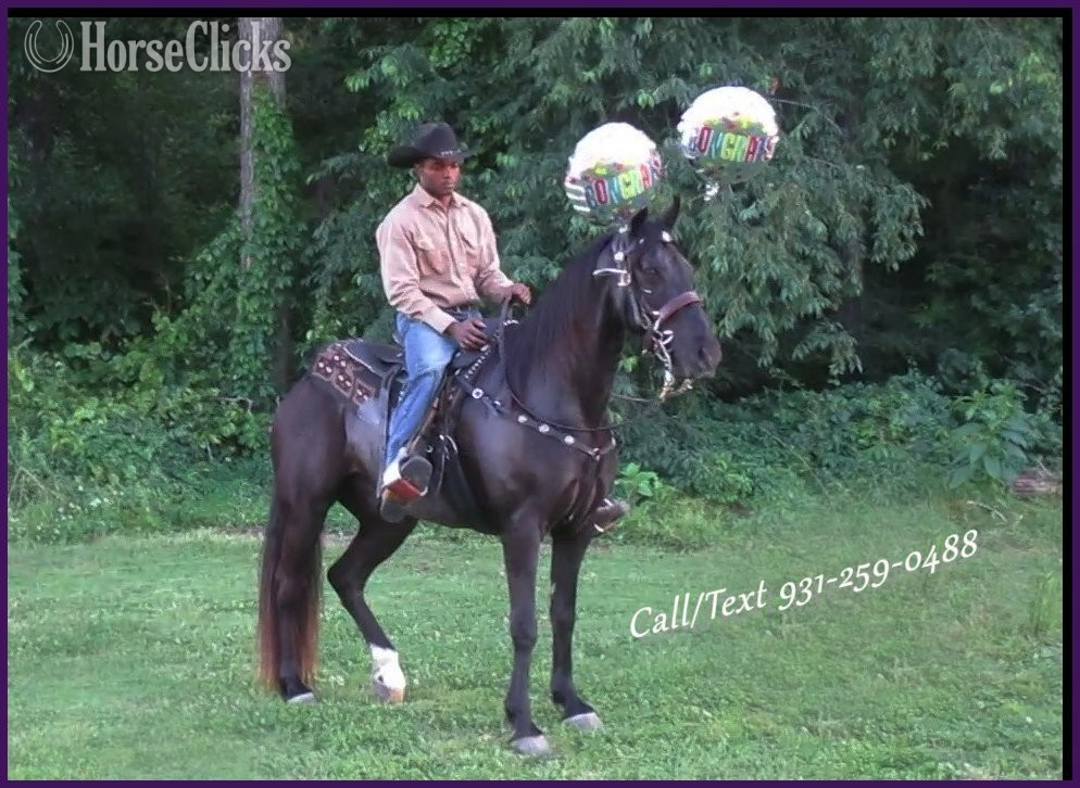 "Judge"  Gelding Tennessee Walker