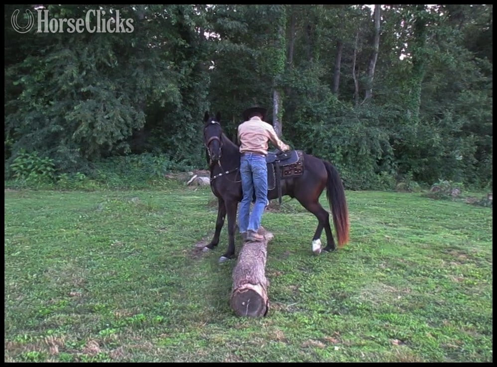 Tennessee "Judge"  Gelding Tennessee Walker