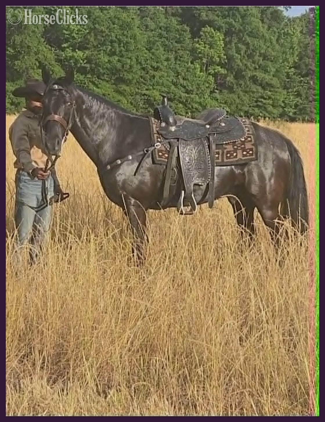 "Judge"  Gelding Tennessee Walker - Tennessee Walker in Tennessee