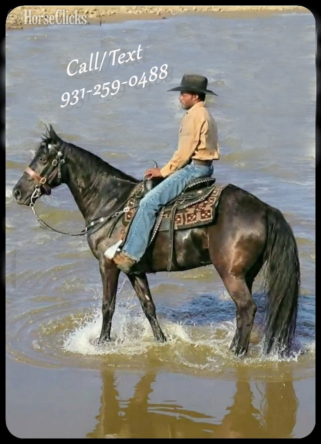 "Judge"  Gelding Tennessee Walker Tennessee