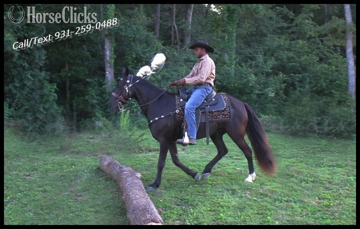 Tennessee Walker - "Judge"  Gelding Tennessee Walker