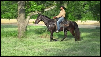 "Judge" Gelding Tennessee Walker