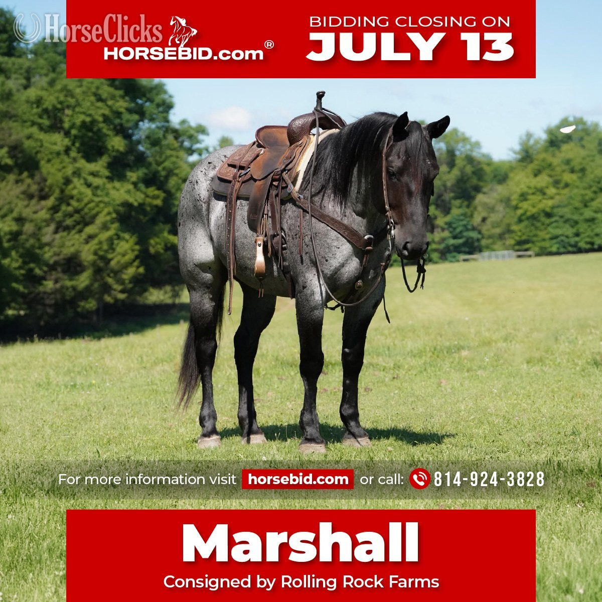 "Marshall" Blue Roan Gelding Quarter Horse in Pennsylvania