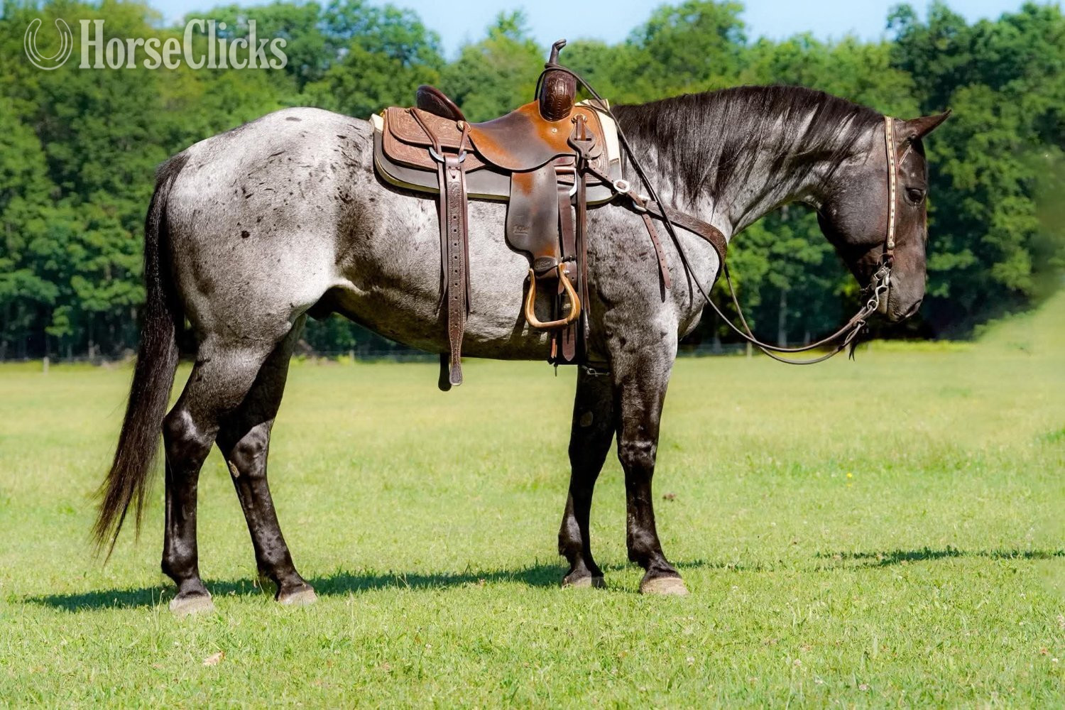 "Marshall" Blue Roan Gelding Quarter Horse