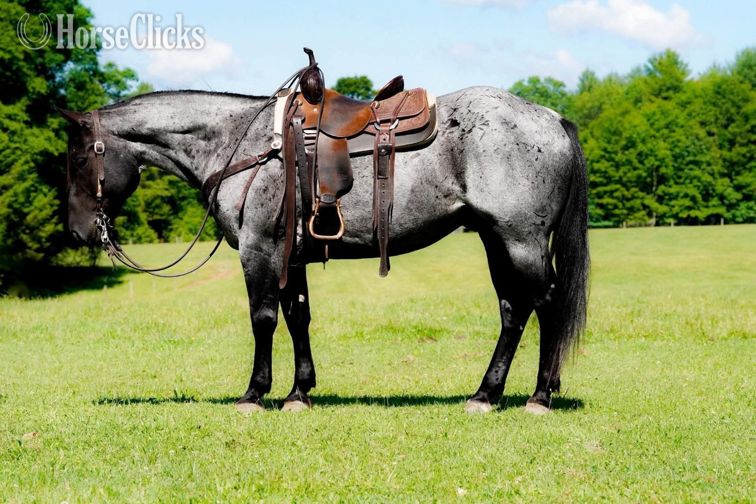 "Marshall" Blue Roan Gelding Quarter Horse - Quarter Horse in Pennsylvania