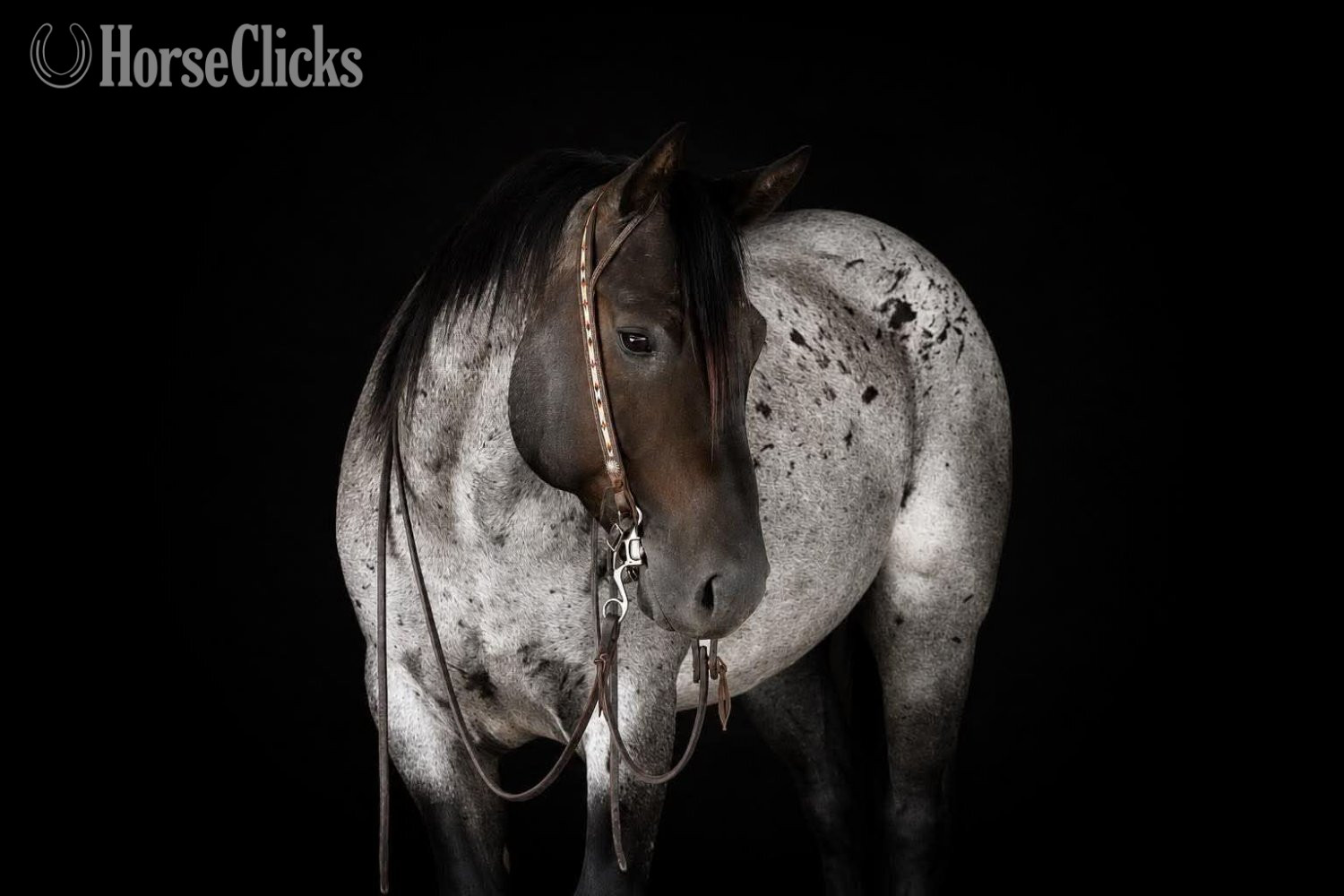 "Marshall" Blue Roan Gelding Quarter Horse - Quarter Horse