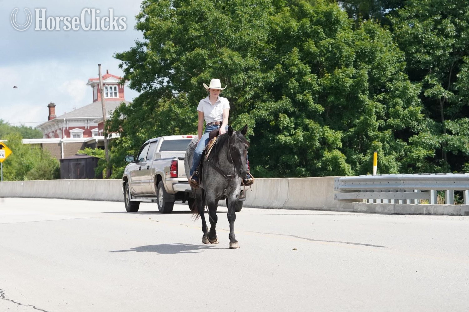 "Marshall" Blue Roan Gelding Quarter Horse Pennsylvania