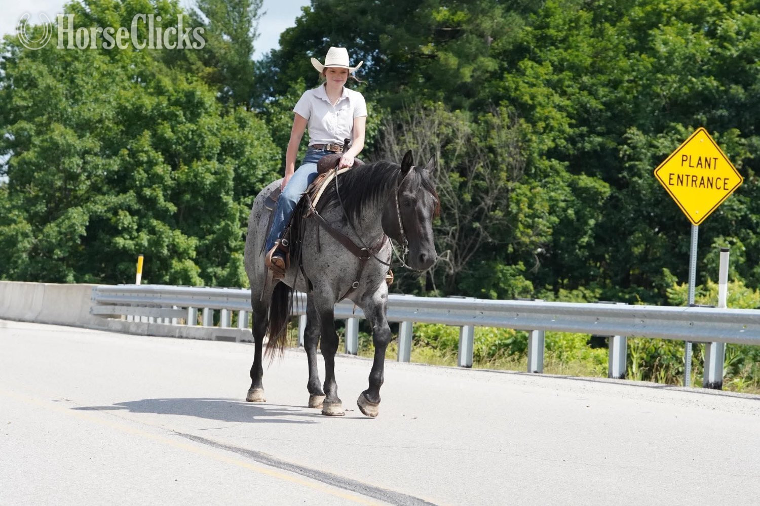 Quarter Horse - "Marshall" Blue Roan Gelding Quarter Horse in Pennsylvania