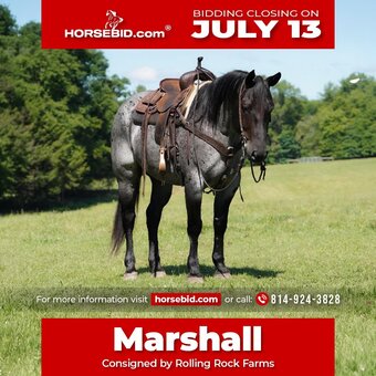 "Marshall" Blue Roan Gelding Quarter Horse