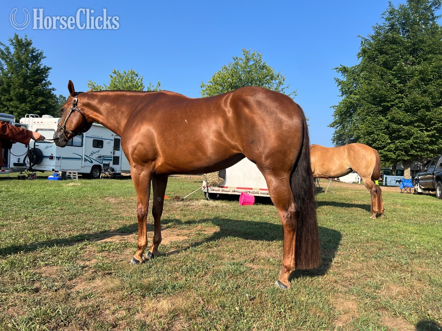 Michigan "Talkin About My Ty " Sorrel Mare Quarter Horse