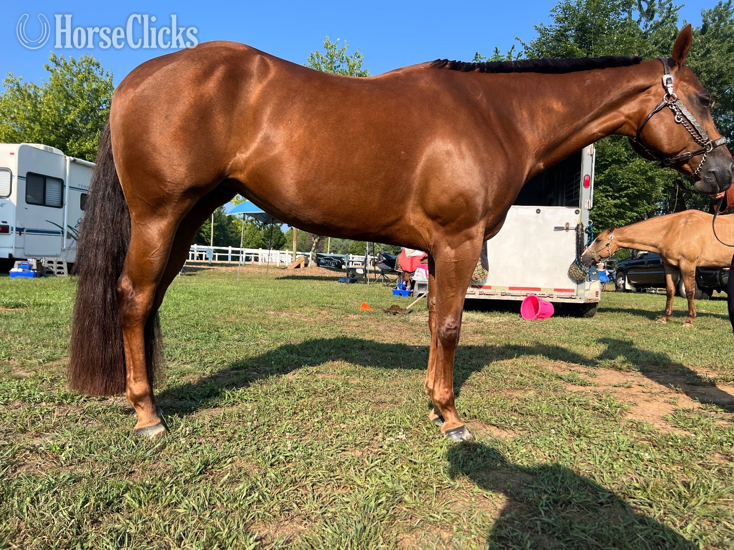 "Talkin About My Ty " Sorrel Mare Quarter Horse Michigan