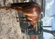 "Whiskey" Sorrel Gelding Quarter Horse