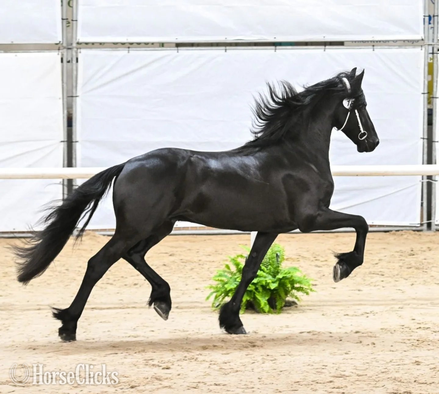 "Hamza" Black Stallion Friesian