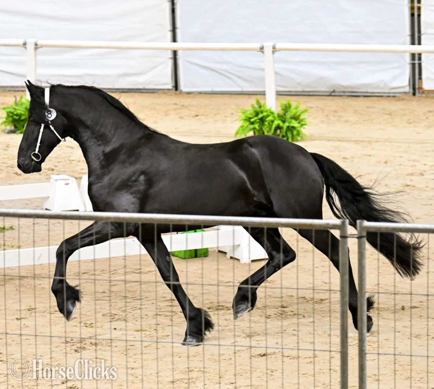 Texas "Hamza" Black Stallion Friesian