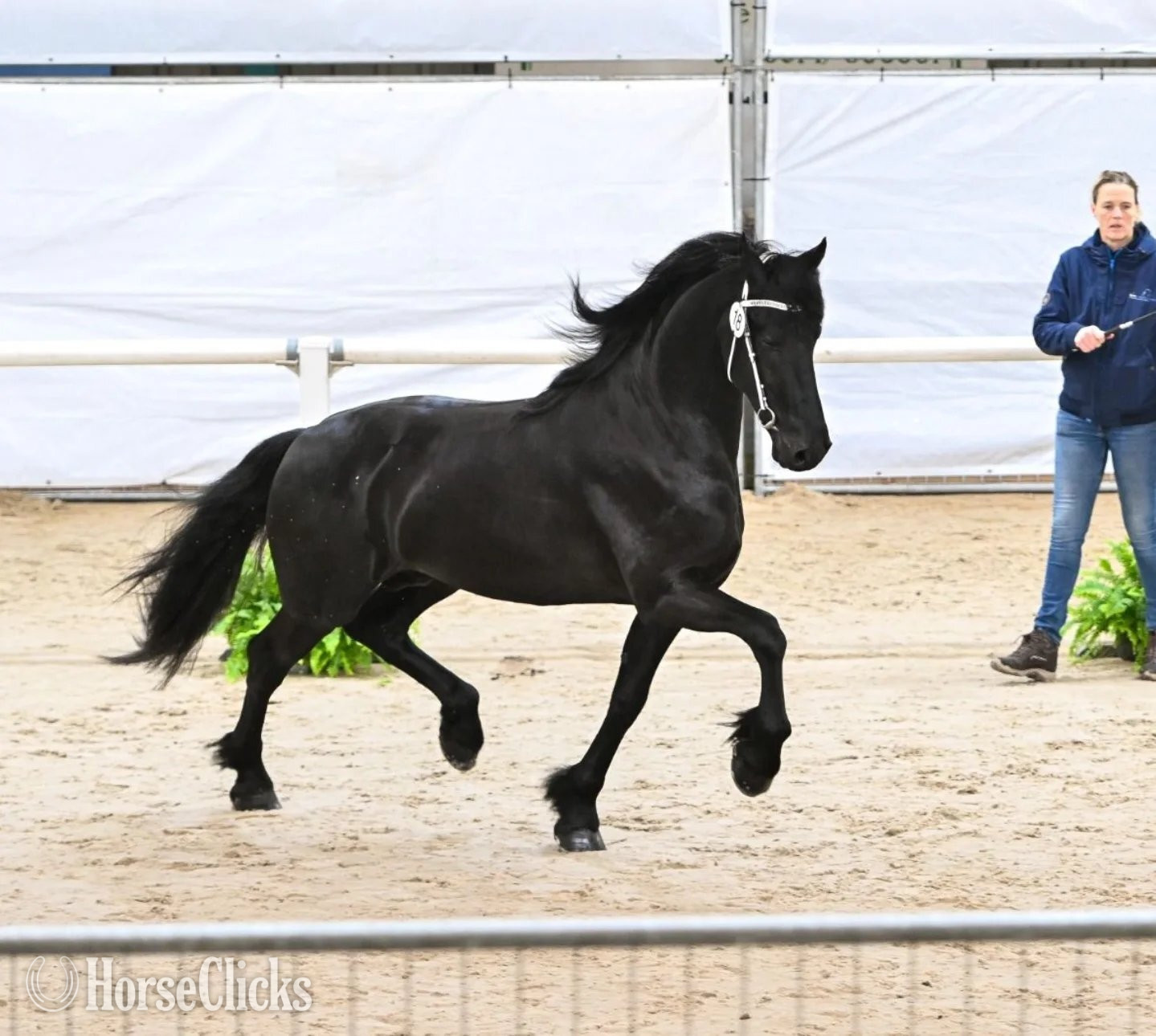 "Hamza" Black Stallion Friesian - Friesian in Texas