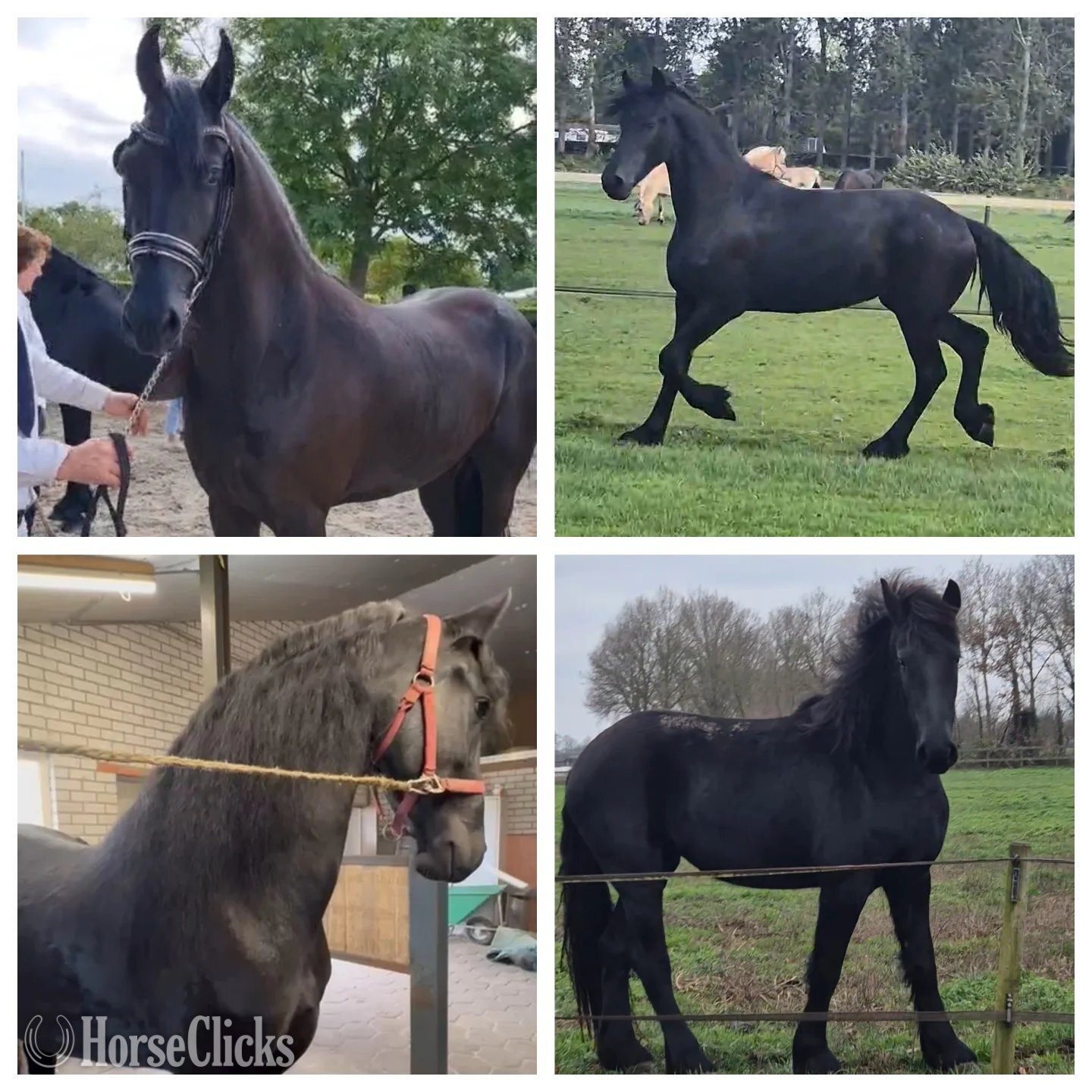 "Hamza" Black Stallion Friesian - Friesian