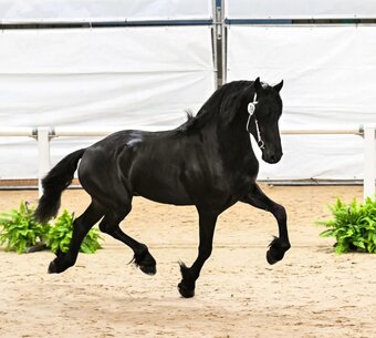 "Hamza" Black Stallion Friesian