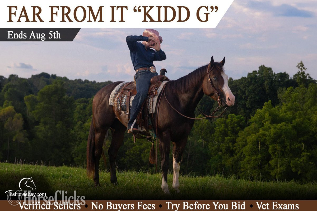 "Kidd G" Bay Gelding Quarter Horse in Kentucky