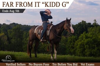 "Kidd G" Bay Gelding Quarter Horse