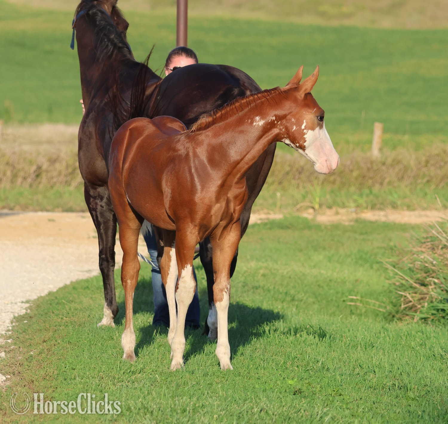 "NV Socketts So Sonny" Sorrel Stallion Paint in Iowa