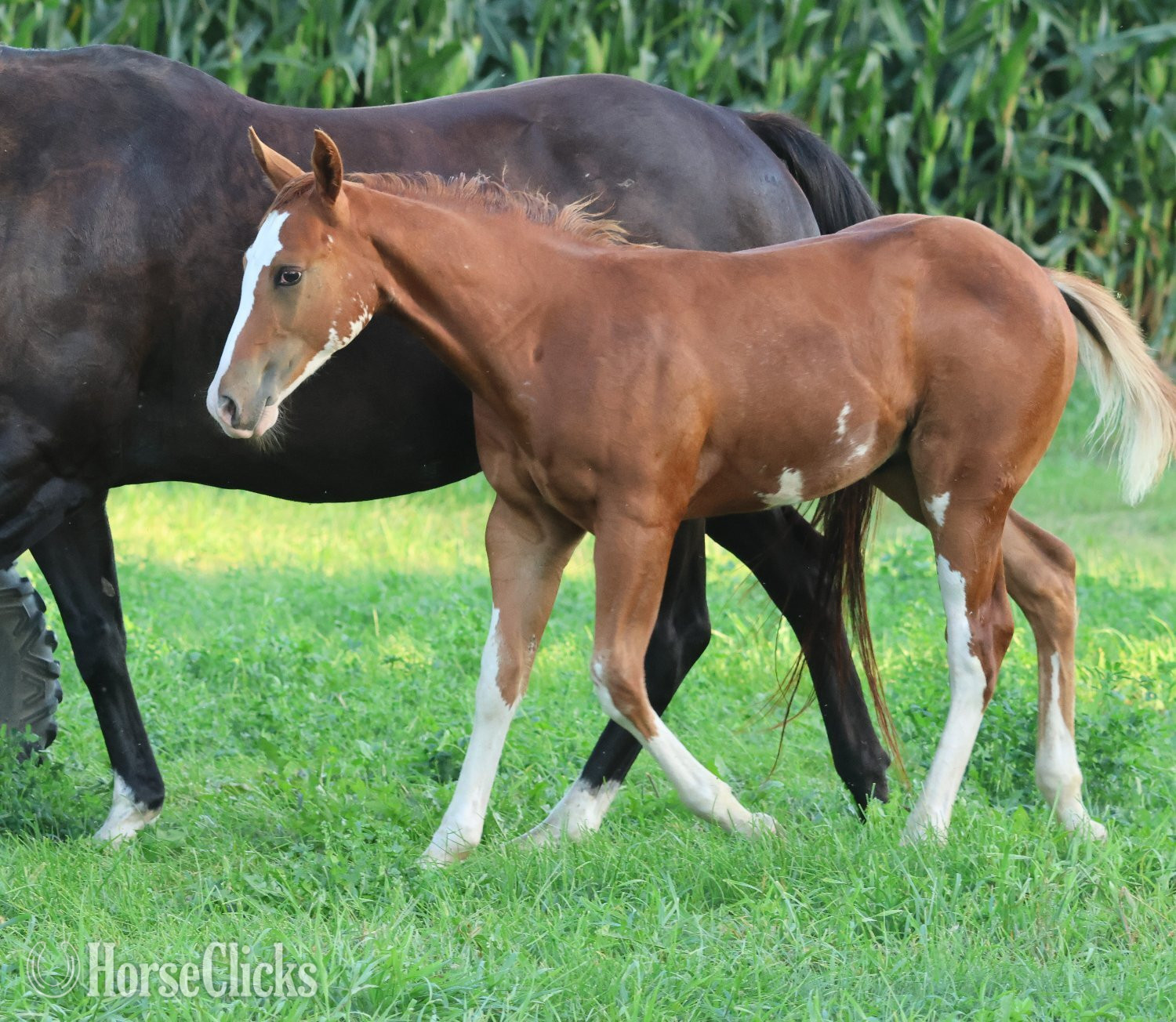 "NV Socketts So Sonny" Sorrel Stallion Paint