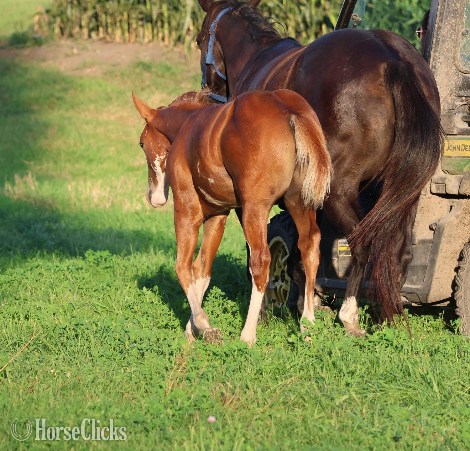 Iowa "NV Socketts So Sonny" Sorrel Stallion Paint