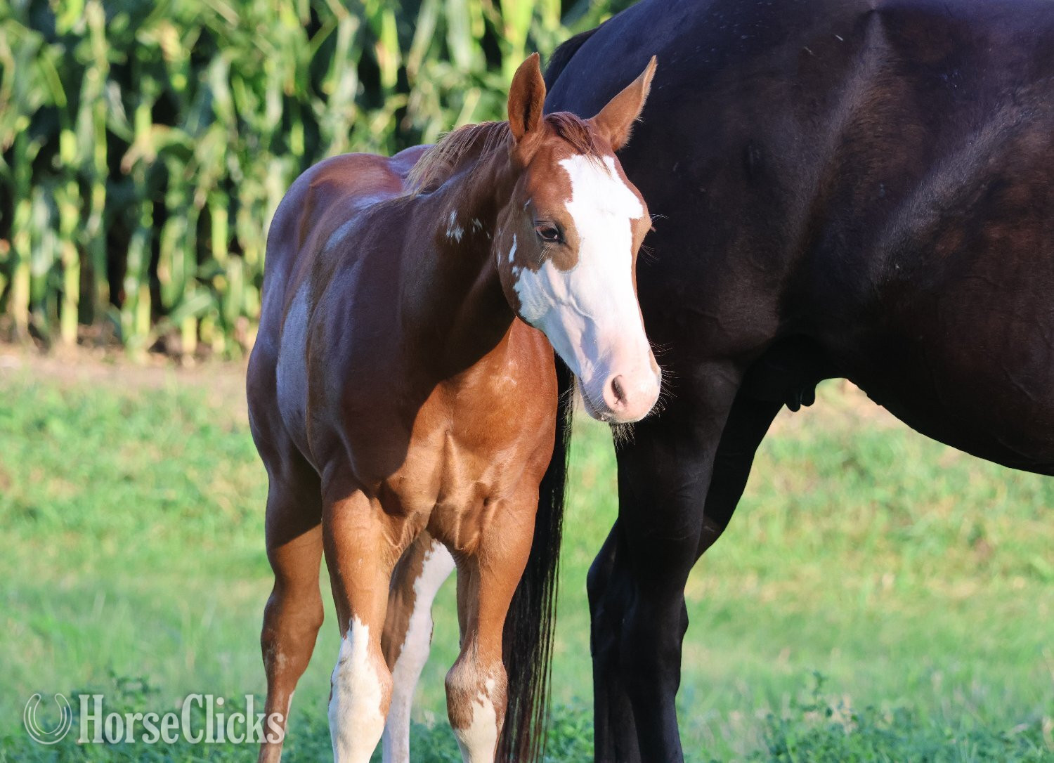"NV Socketts So Sonny" Sorrel Stallion Paint - Paint in Iowa