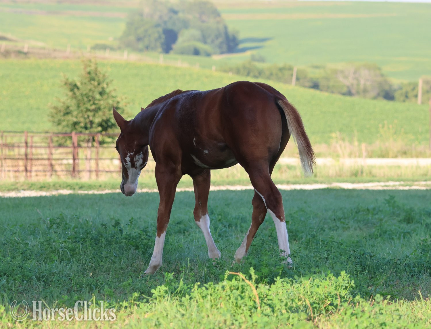 "NV Socketts So Sonny" Sorrel Stallion Paint - Paint
