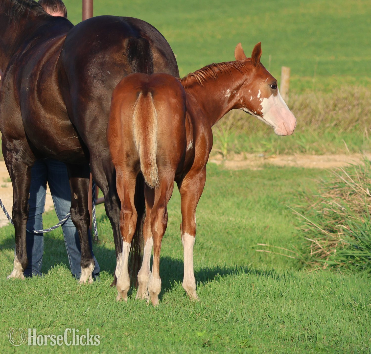 "NV Socketts So Sonny" Sorrel Stallion Paint Iowa