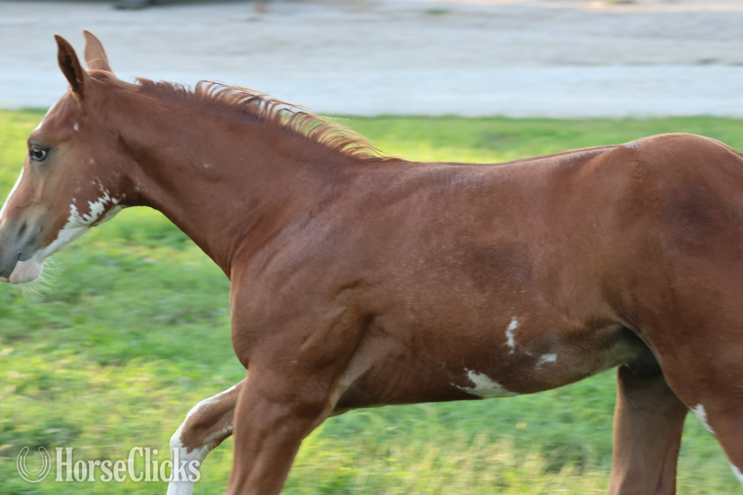 Paint - "NV Socketts So Sonny" Sorrel Stallion Paint in Iowa