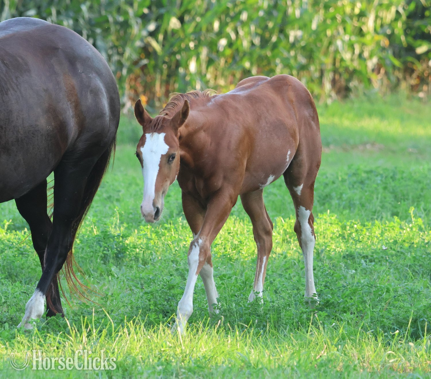 Paint - "NV Socketts So Sonny" Sorrel Stallion Paint