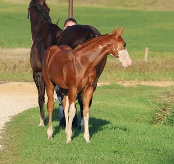 "NV Socketts So Sonny" Sorrel Stallion Paint