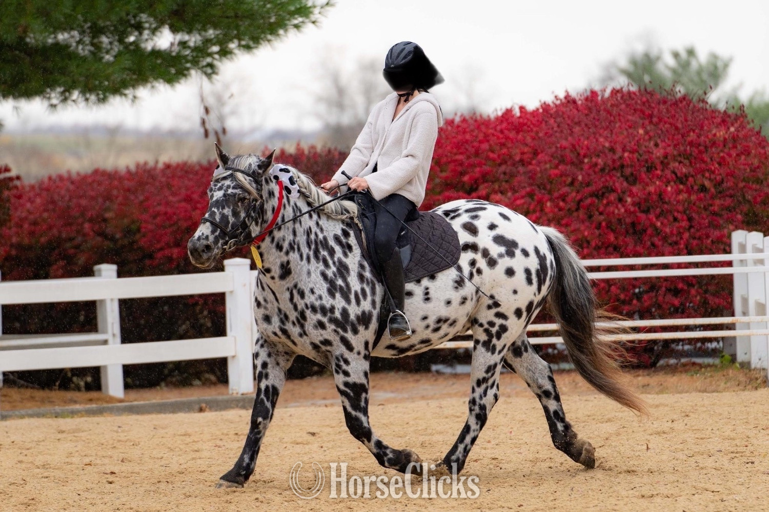 "Oberon de Fermes Boisvert" Black Gelding Sugarbush Draft