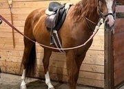"Versace " Chestnut Gelding Warmblood