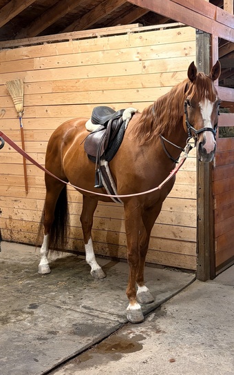 "Versace " Chestnut Gelding Warmblood