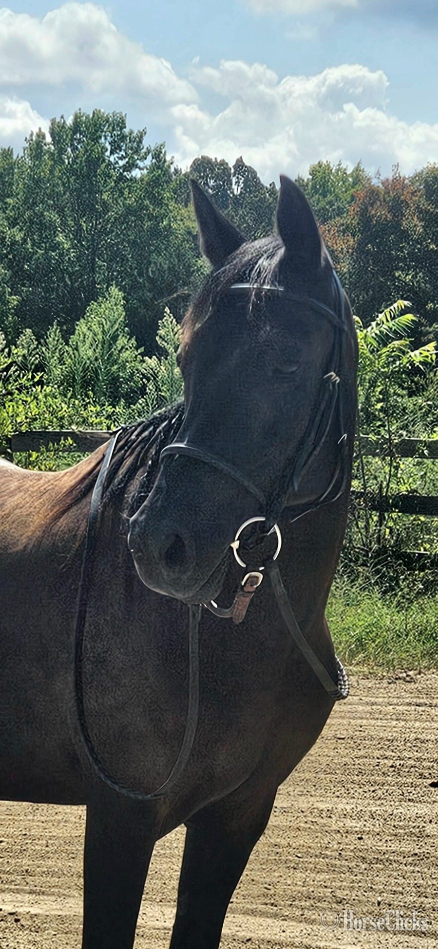 "Raven" Black Mare Quarter Horse in Tennessee