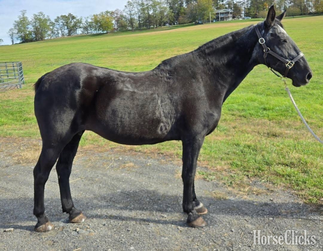 "Betty" Black Mare Draft in New York