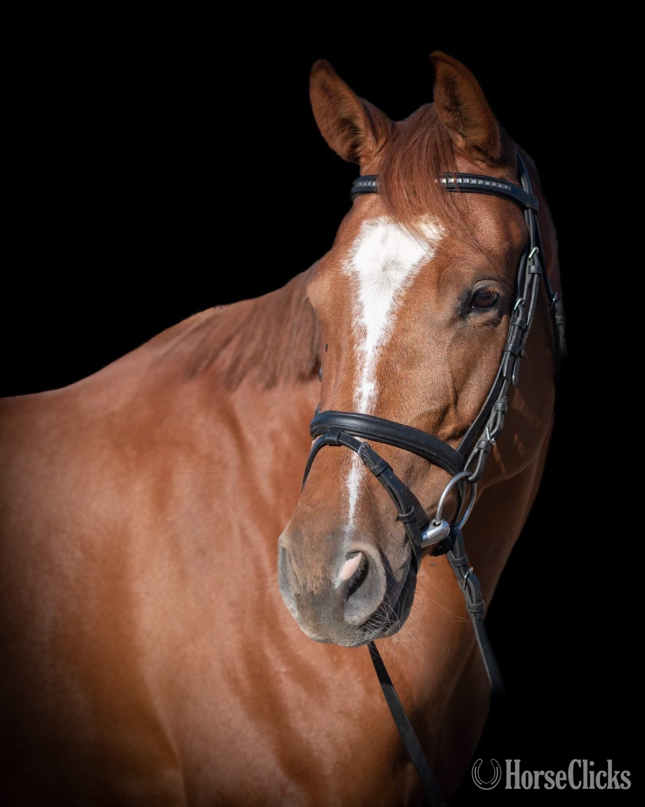 "Kismet Michelada" Chestnut Mare Holsteiner