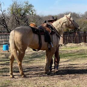 "Zippo" Palomino Gelding Quarter Horse